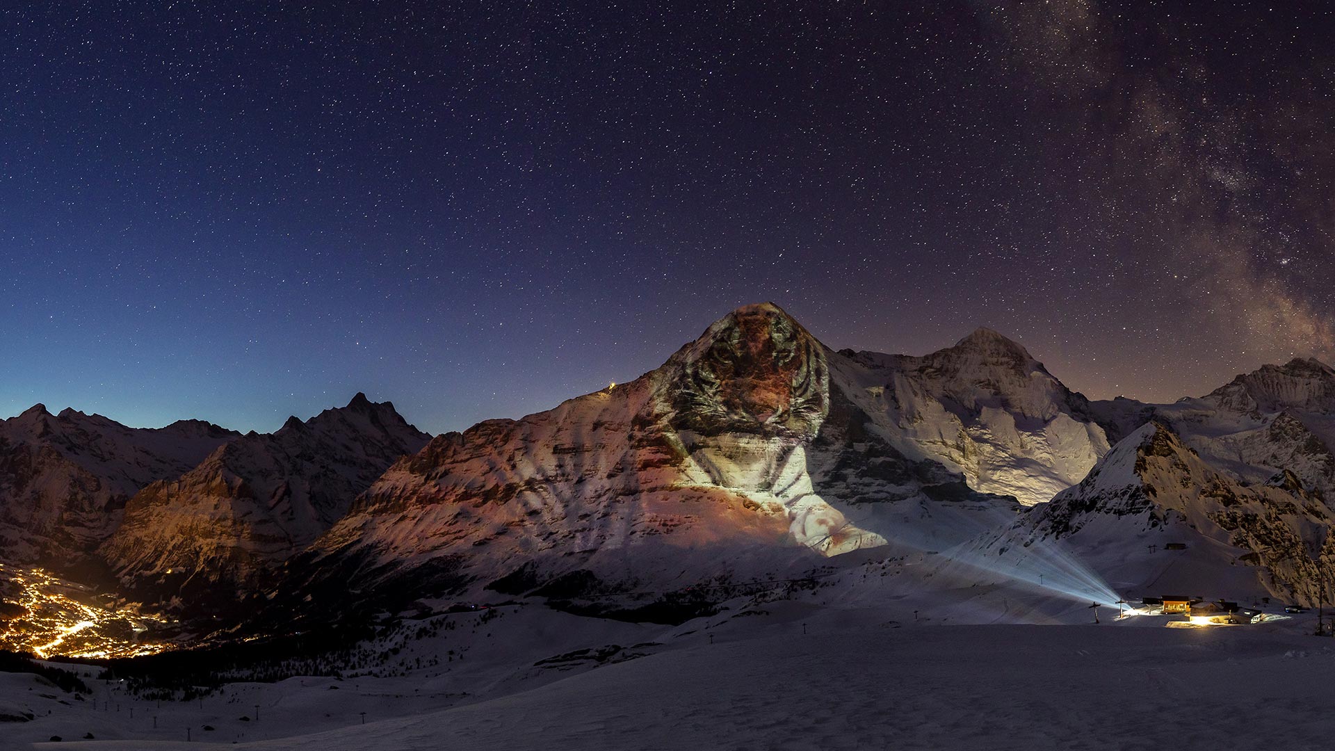 Tiger on Eiger